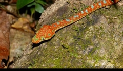 Corallus batesii