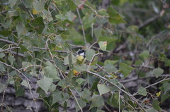 Parus major