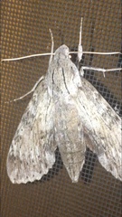 Erinnyis yucatana
