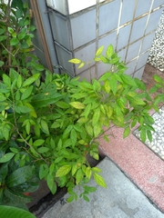 Ohwia caudata