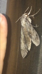 Erinnyis yucatana