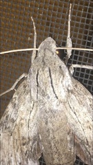 Erinnyis yucatana