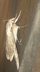 Erinnyis yucatana