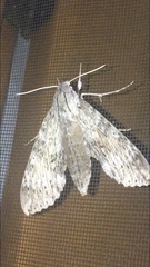 Erinnyis yucatana