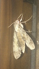 Erinnyis yucatana