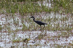 Egretta vinaceigula