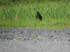 Phasianus versicolor