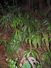 Dicranopteris