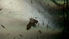 Sphecodina abbottii
