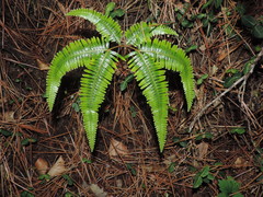 Dicranopteris
