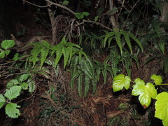 Dicranopteris