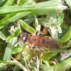 Xanthocampsomeris limosa