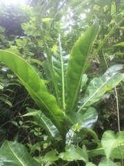 Barringtonia asiatica