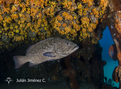 Mycteroperca rosacea