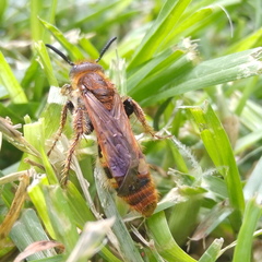 Xanthocampsomeris limosa