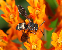 Epeolus bifasciatus