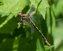 Ophiogomphus susbehcha