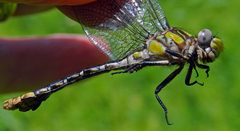 Ophiogomphus susbehcha