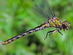 Ophiogomphus susbehcha