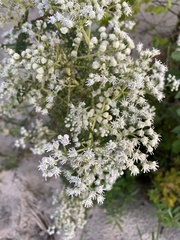 Eupatorium perfoliatum