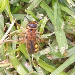 Xanthocampsomeris limosa