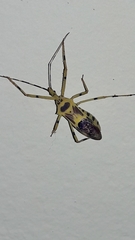 Zelus armillatus