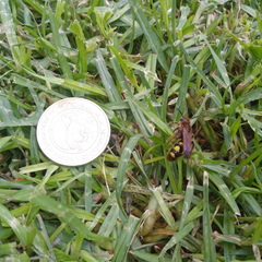 Xanthocampsomeris limosa