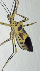 Zelus armillatus