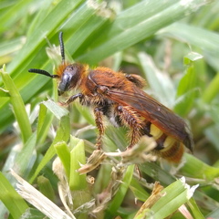 Xanthocampsomeris limosa
