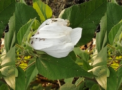 Hibiscus moscheutos