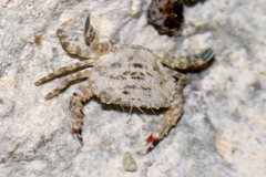 Thalamitinae