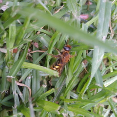 Xanthocampsomeris limosa