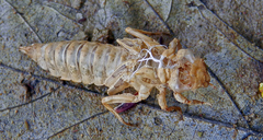 Ophiogomphus susbehcha