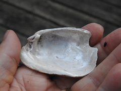 Lampsilis siliquoidea