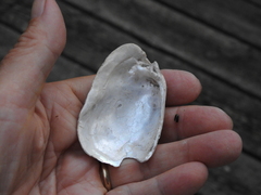 Lampsilis siliquoidea