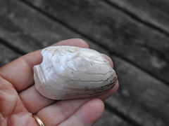 Lampsilis siliquoidea