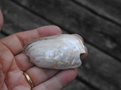 Lampsilis siliquoidea