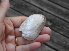 Lampsilis siliquoidea