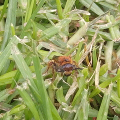 Xanthocampsomeris limosa