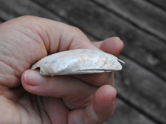 Lampsilis siliquoidea