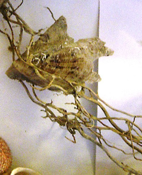 Wing Shell
