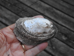 Lampsilis siliquoidea