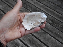 Lampsilis siliquoidea