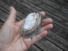 Lampsilis siliquoidea