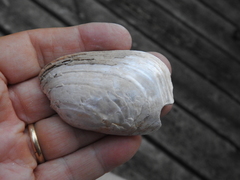 Lampsilis siliquoidea