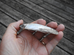 Lampsilis siliquoidea