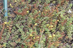 Sedum stahlii