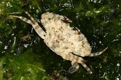 Thalamitinae