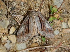 Dasychira obliquata
