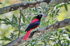 Maroon Oriole photo 4